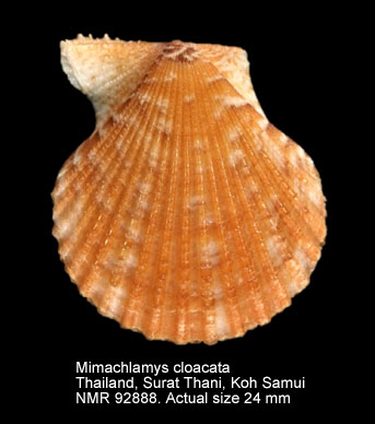 Mimachlamys cloacata (5).jpg - Mimachlamys cloacata(Reeve,1853)